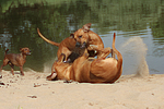 Rhodesian Ridgebacks und Zwergpinscher / rhodesian ridgebacks and miniature pinscher