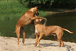 Rhodesian Ridgebacks