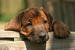 Rhodesian Ridgeback Welpe / rhodesian ridgeback puppy