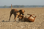 Rhodesian Ridgebacks