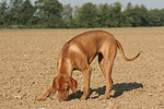 Rhodesian Ridgeback