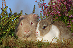 Meerschwein und Zwergkaninchen / guninea pig and dwarf rabbit