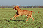 rennender Rhodesian Ridgeback / running Rhodesian Ridgeback