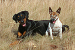 Dobermann und Jack Russell Terrier / doberman pinscher and jrt