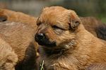 Harzer Fuchs Welpe / Harzer Fuchs puppy