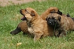 Harzer Fuchs Welpen / Harzer Fuchs puppies