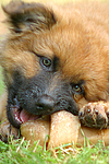 fressender Harzer Fuchs Welpe / eating Harzer Fuchs puppy