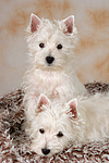 West Highland White Terrier Welpen / West Highland White Terrier Puppies