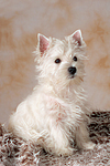 sitzender West Highland White Terrier Welpe / sitting West Highland White Terrier Puppy