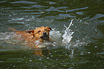 schwimmender Mischling / swimming mongrel