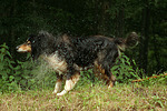 Langhaarcollie schüttelt sich / shaking longhaired collie