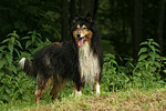 stehender Langhaarcollie / standing longhaired collie