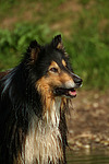 Langhaarcollie Portrait / longhaired collie portrait