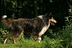 laufender Langhaarcollie / walking longhaired collie