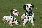 Dalmatiner / dalmatian