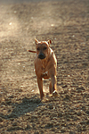 Rhodesian Ridgeback