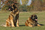 Leonberger