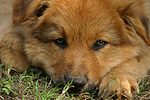 Harzer Fuchs Welpe / Harzer Fuchs puppy