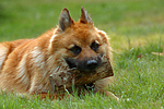 Harzer Fuchs mit Holz / Harzer Fuchs with stick