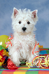 sitzender West Highland White Terrier Welpe / sitting West Highland White Terrier Puppy