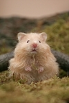 Teddyhamster / hamster