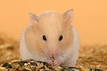 Goldhamster / golden hamster