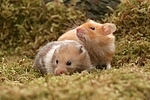 Goldhamster / golden hamster