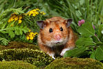 Goldhamster / golden hamster