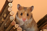 Goldhamster / golden hamster