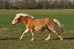 galoppierender Haflinger / galloping haflinger horse