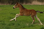 Deutsches Reitpony / pony