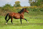 Deutscher Reitpony Hengst / pony stallion