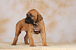 Rhodesian Ridgeback Welpe / rhodesian ridgeback puppy