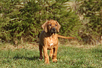 Rhodesian Ridgeback Welpe / rhodesian ridgeback puppy