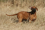 Rhodesian Ridgeback Welpe / rhodesian ridgeback puppy