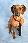 Rhodesian Ridgeback