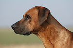 Rhodesian Ridgeback