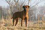 Rhodesian Ridgeback