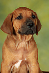 Rhodesian Ridgeback Welpe / rhodesian ridgeback puppy