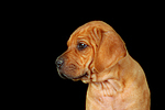 Rhodesian Ridgeback Welpe / rhodesian ridgeback puppy