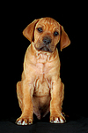 Rhodesian Ridgeback Welpe / rhodesian ridgeback puppy