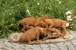 Rhodesian Ridgeback Welpen / rhodesian ridgeback puppies