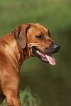 Rhodesian Ridgeback