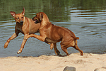 Rhodesian Ridgebacks