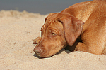 Rhodesian Ridgeback