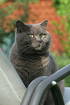 Britisch Kurzhaar Kätzchen / british shorthair kitten