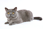 Britisch Kurzhaar / british shorthair