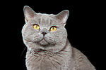 Britisch Kurzhaar / british shorthair