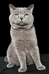 Britisch Kurzhaar / british shorthair