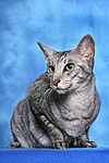 Orientalisch Kurzhaar / oriental shorthair